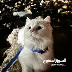  2 قط ذكر مخصي ومطعم