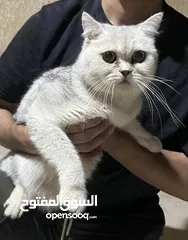  4 قطط لاتبنى