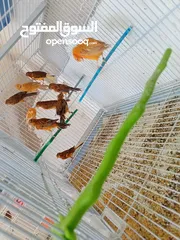  3 طيور كنار مشكله