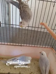  3 عصافير حب أليف 90%