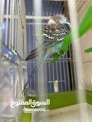  6 طائر حب نادر أليف  A rare love bird