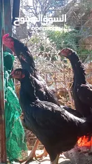  28 متاح بيض باكستاني خط اول..