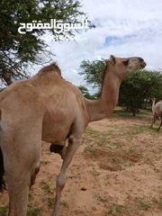  10 جمال سوداني لحم