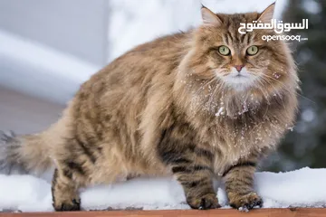  8 قط هجين انثى ( maine coon-Siberian ) جميل فرو ناعم و غير متساقط شكل جذاب و نادر اذن طويله صغير