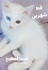 1 قط انجورة عمره شهرين