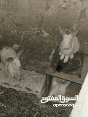  1 ارانب البيع ذكر و اناثي2 في معهم 3مفطومين 6على وجه افطام ومخلفات جديد البيع كوم كامل 90دينار