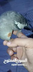  5 طير كوكتيل للبيع أليف ذكر     يصفر بصوت هادئ وليس  مزعج ويلحن أليف يأتي مع قفصه