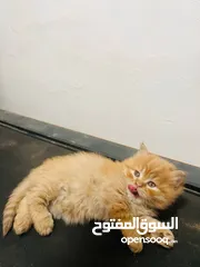  2 قطه للبيع شوف جمالها