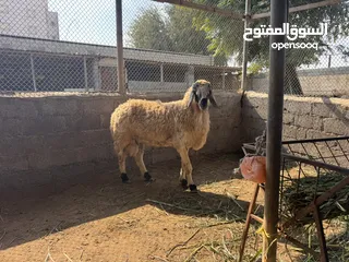  2 كبش كشميري فحل