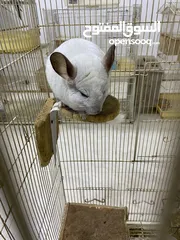  1 شينشيلا Chinchilla