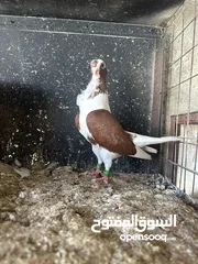  6 فحول زق نخب اول شغالات ومكفولات