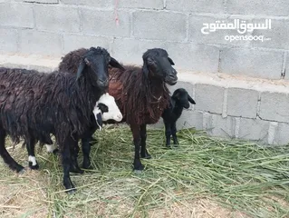  3 جعد للبيع م شاءالله زينات وامورهن طيبه