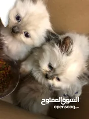  6 قطط هملايا للبيع