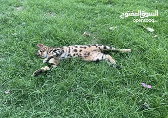  3 FOR SALE: Bengal Cat
