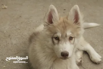  8 انثى هايكي بيور top quality Siberian husky