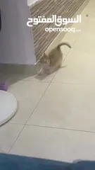  5 سكوتش ستريت بيور نظيف جدا