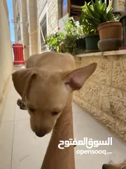  9 ‎ للبيع: جراء شيواوا صغيرة الحجم – شكل فاخر