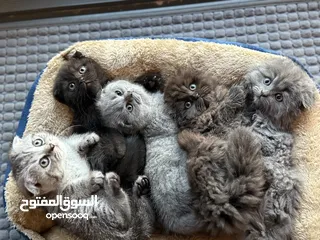  2 SCOTTISH FOLD LONG HAIR & SHORT HAIR .