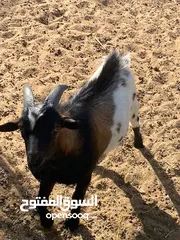  1 ماعز قزم ذكر   Male Pygmy Goat