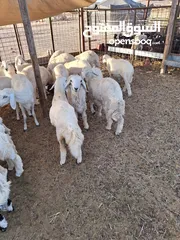  4 للبيع طليان ورخال حرية وتيوس وجفار عواض للمناسبات