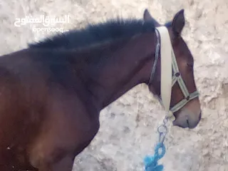  4 حصان للبيع