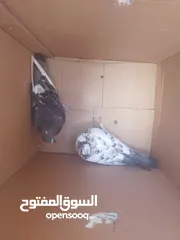  1 انواع حمام مكفول