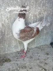  3 فرخ سيكي مكروش بواقي الثلاث