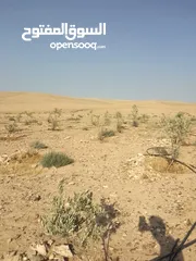  20 عشره دنمات للبيع