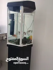 3 Aquarium  with 5 fish and accessories for sale