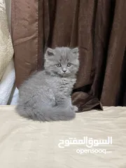  4 قطط سكوتش فولد