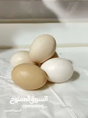  1 بيض محلي للبيع