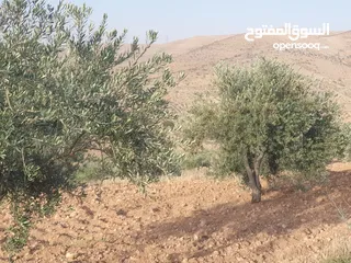  2 سبع دونمات في صروت مزروعة زيتون اطلالة مرتفعة منطقة شاليهات الدونم عشرين قابل