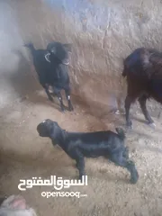  7 عنز شامي نخب اول وراها جدي شامي