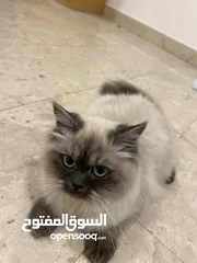  1 قطوه هملايه