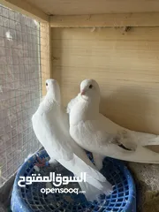  2 متاح رافل 3 زواج بيض لبيع طيور شرط التبزير