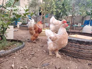  28 باكستاني، براهما، امهات لاحم فرخات عمر 3 شهور  صوص باكستاني حر  ديوك باكستاني خط أول و فرخات شغالة