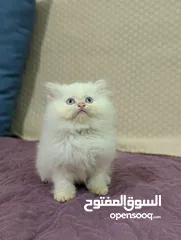  1 Persian kitten