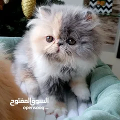  3 Persian Kitten for Adoption