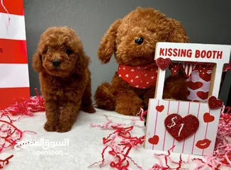  2 ADORABLE RED TOY POODLE PURE BREED HOME RAISED  HEALTHY PUPPIES