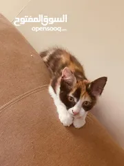  10 Five Egyptian Mau kittens for adoption