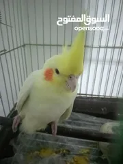  2 طير كوكتيل للبيع