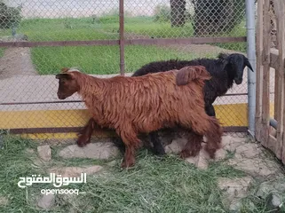  2 كبش وسخله ذبايح