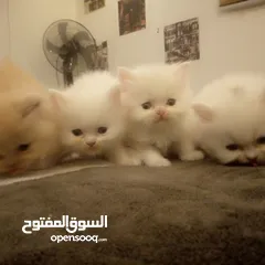  7 قطط شيرازي للبيع Persian cats for sale
