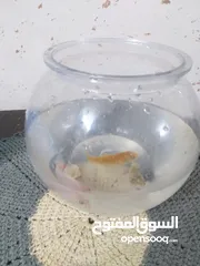  3 حوض سمك بلاستك مع 4 أسماك وعلبة اكل