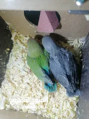  10 فراخ روز لزق اليدوي بسعر 10 دنانير