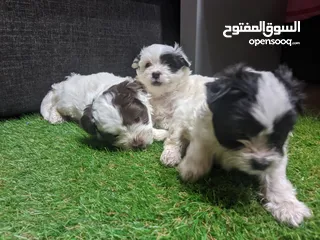 7 Shitzu puppies جراوي شيتزوا