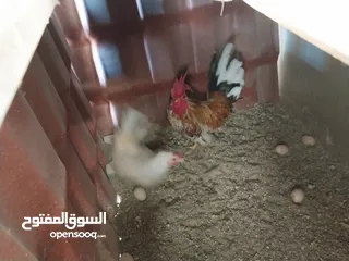  2 بسم الله ماشاء ربي يبارك 2 كوبيات كيني