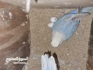  3 جوزين روز تحتهم فراخ و بيض اقرئ الوصف