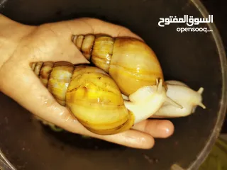  4 حلزون الافريقي العملاق