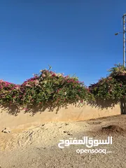  4 تل الرمان شمال عمان